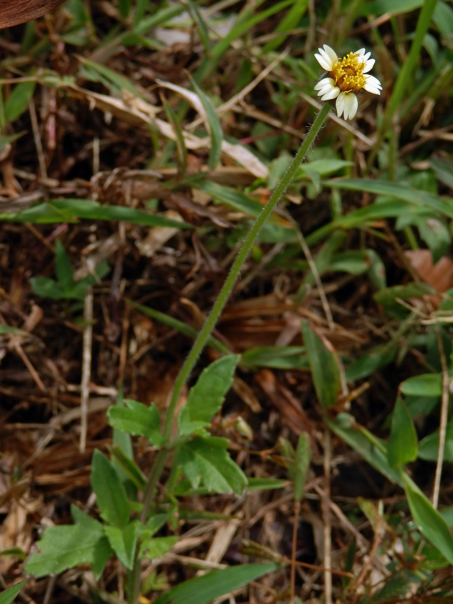 Tridax procumbens L.