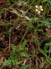 Tridax procumbens L.