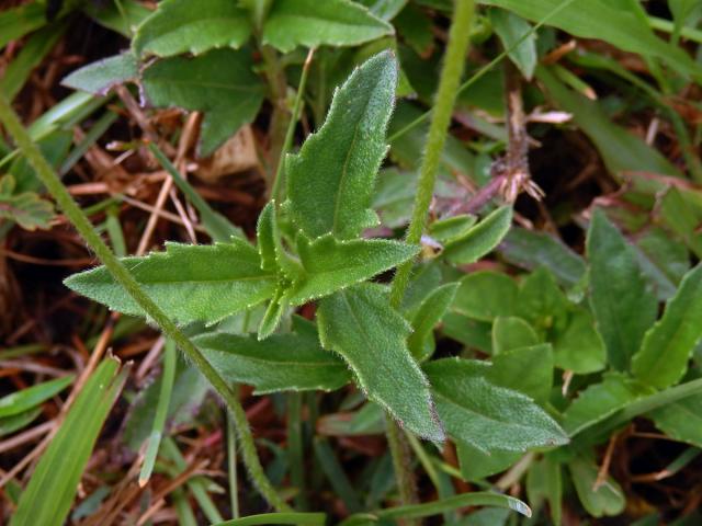 Tridax procumbens L.