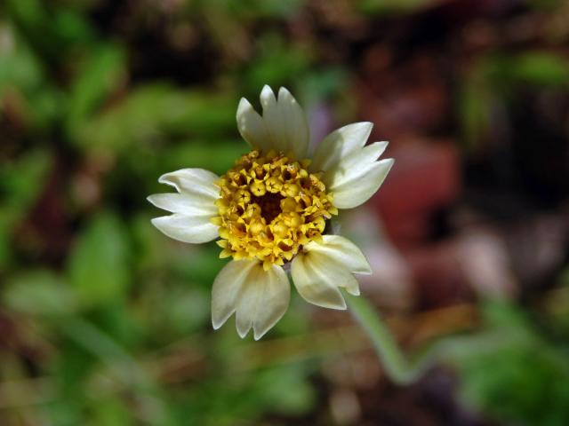 Tridax procumbens L.