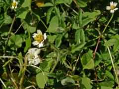 Tridax procumbens L.