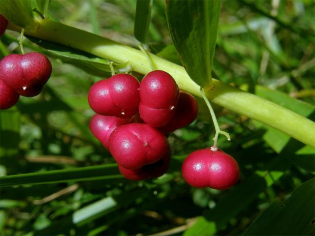 Kokořík přeslenitý (Polygonatum verticillatum (L.) All.)