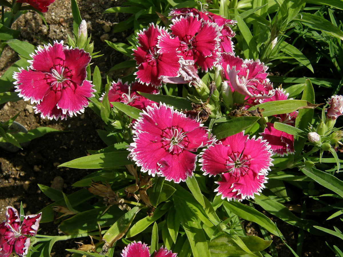 Hvozdík čínský (Dianthus chinensis L.)