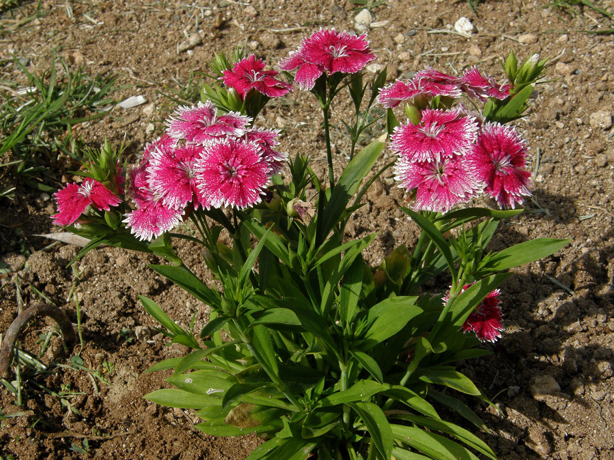 Hvozdík čínský (Dianthus chinensis L.)