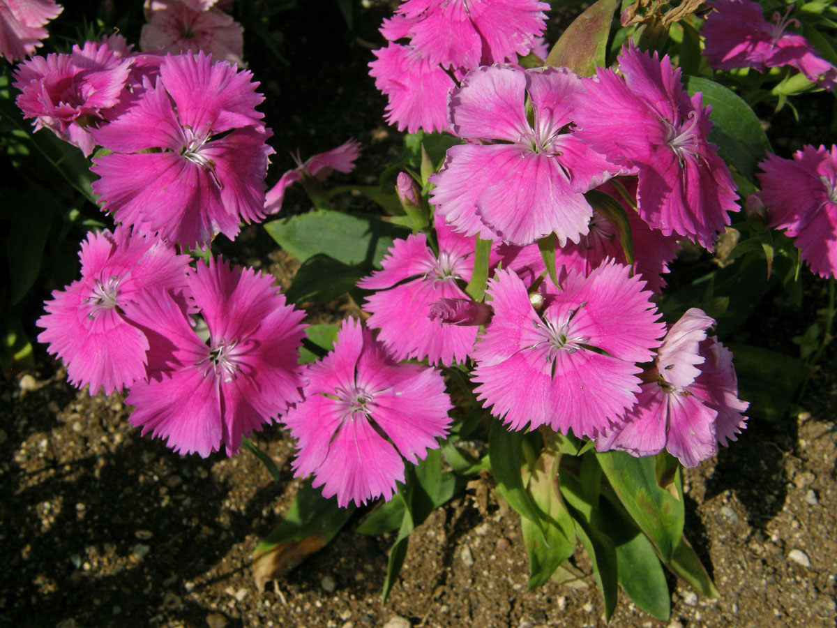 Hvozdík čínský (Dianthus chinensis L.)