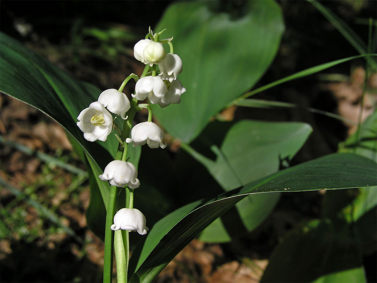 Konvalinka vonná (Convallaria majalis L.)