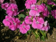 Hvozdík čínský (Dianthus chinensis L.)