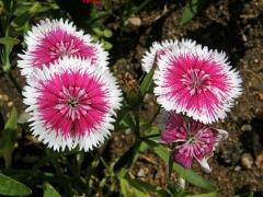 Hvozdík čínský (Dianthus chinensis L.)