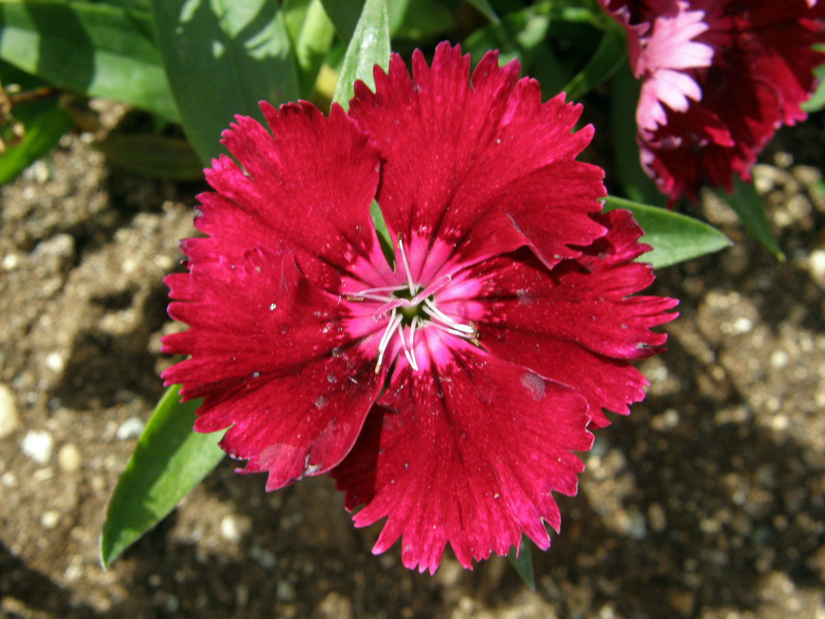 Hvozdík čínský (Dianthus chinensis L.)