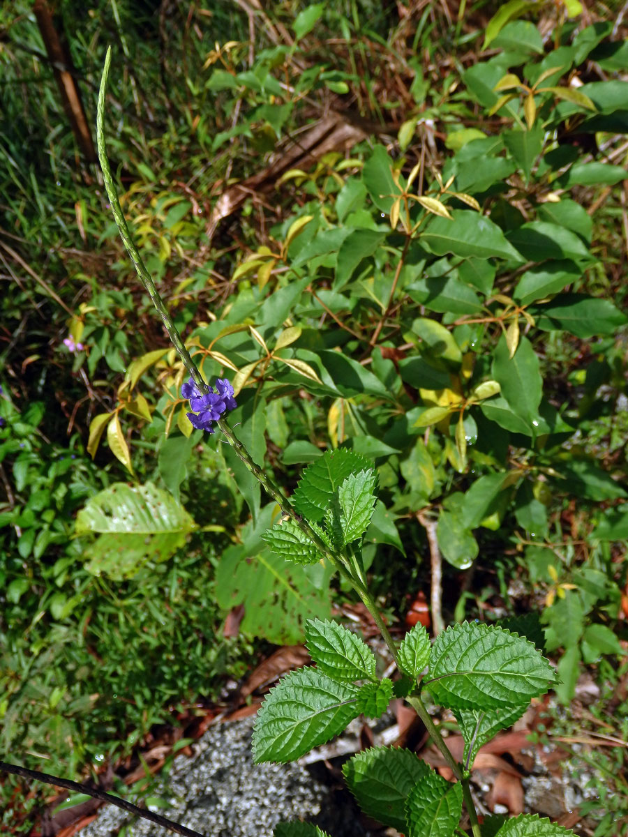 Stachytarpheta jamaicensis (L.) Vahl