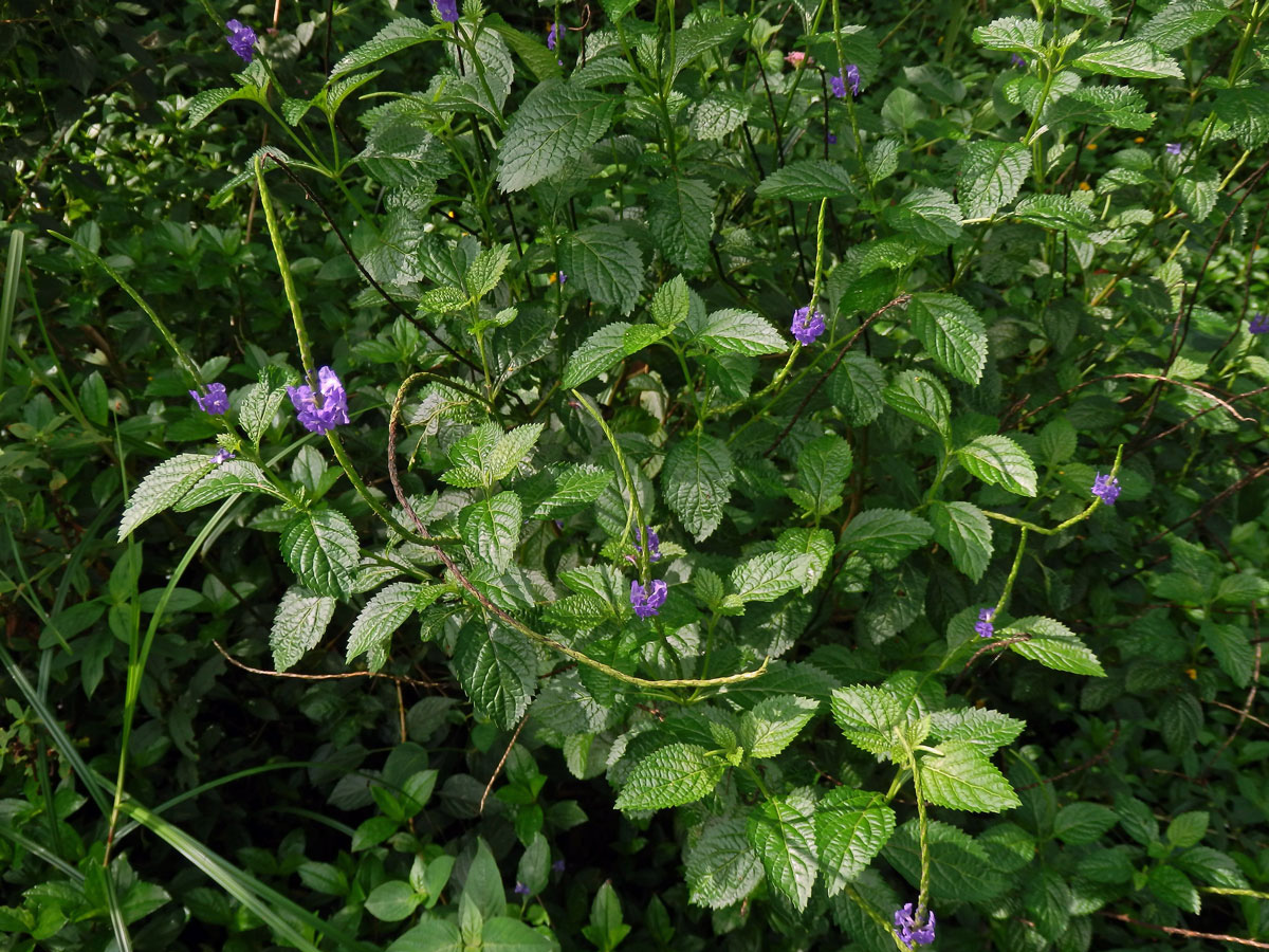 Stachytarpheta jamaicensis (L.) Vahl