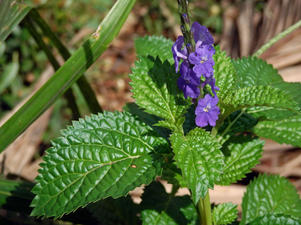 Stachytarpheta jamaicensis (L.) Vahl