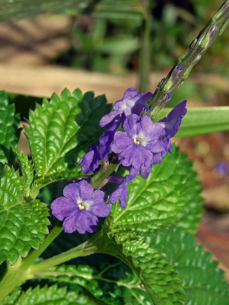 Stachytarpheta jamaicensis (L.) Vahl