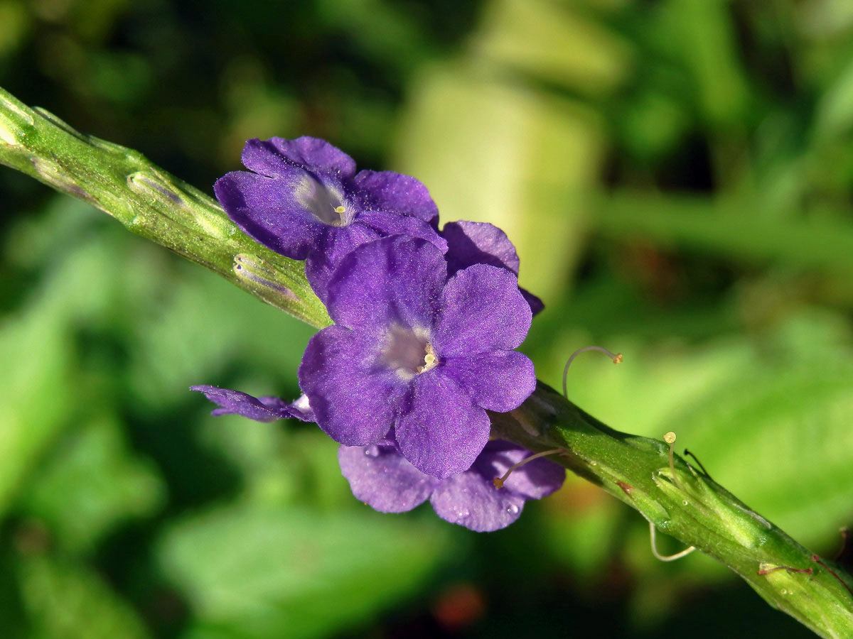 Stachytarpheta jamaicensis (L.) Vahl