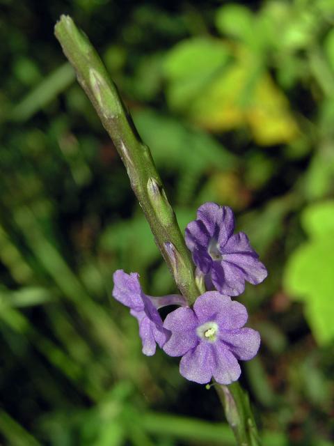 Stachytarpheta jamaicensis (L.) Vahl