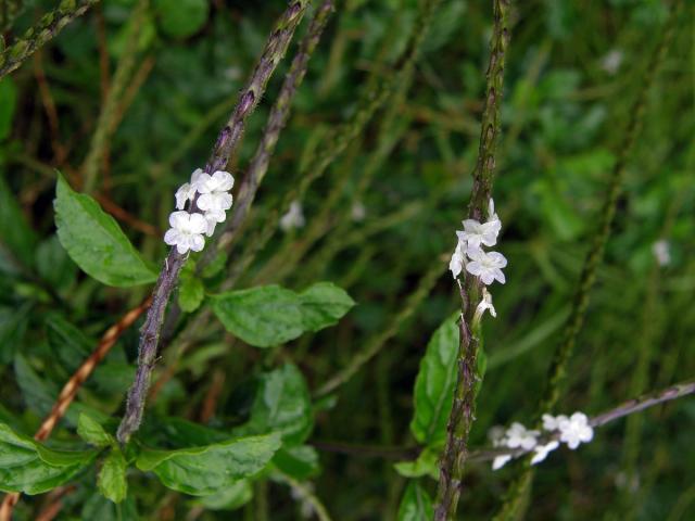 Stachytarpheta jamaicensis (L.) Vahl, jedinec s bílými květy