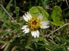 Tridax procumbens L.