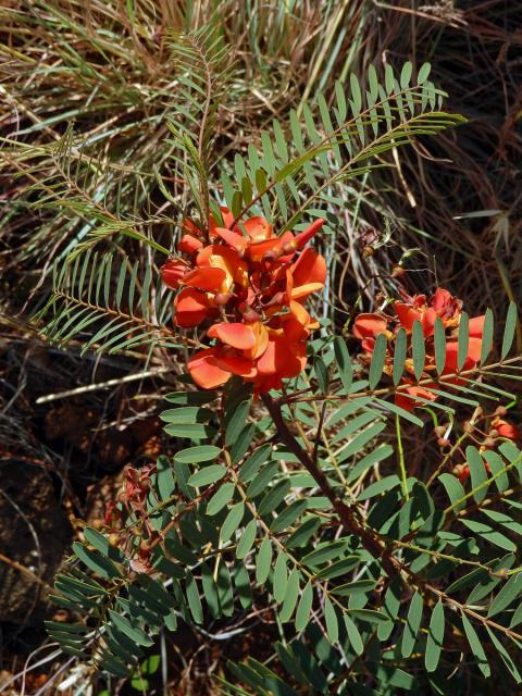 Sesbania punicea (Cav.) Benth.