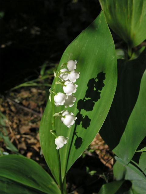 Konvalinka vonná (Convallaria majalis L.)