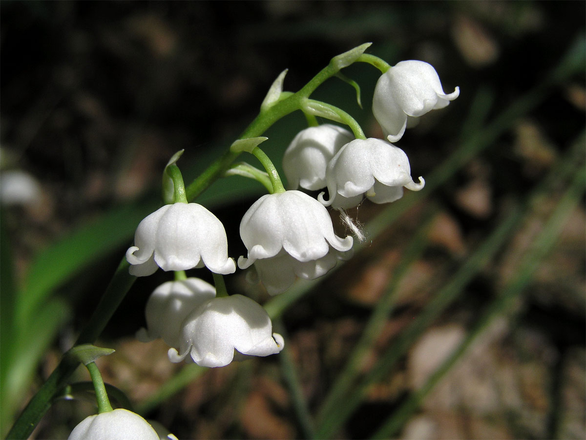 Konvalinka vonná (Convallaria majalis L.)