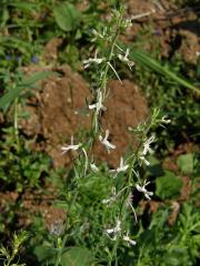 Lnice (Linaria chalepensis (L.) Mill.   