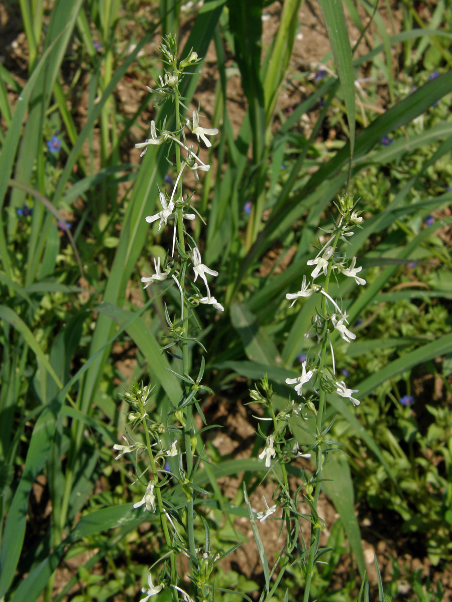 Lnice (Linaria chalepensis (L.) Mill.