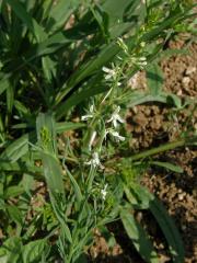 Lnice (Linaria chalepensis (L.) Mill.
