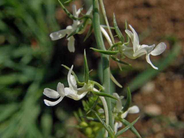 Lnice (Linaria chalepensis (L.) Mill.