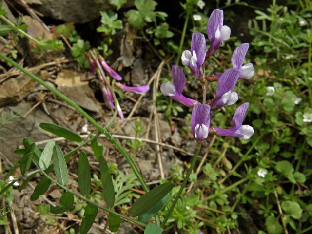 Vikev (Vicia cassia Bois.)