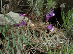 Vikev (Vicia cassia Bois.)