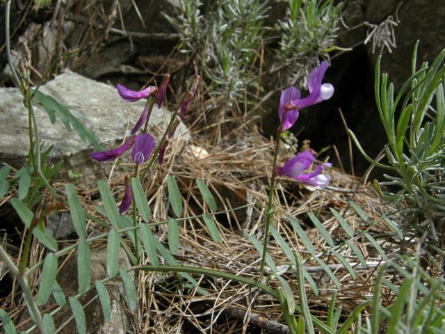 Vikev (Vicia cassia Bois.)