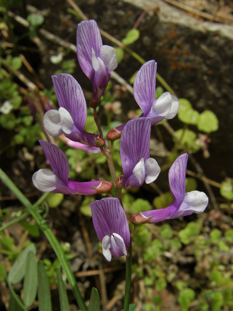 Vikev (Vicia cassia Bois.)