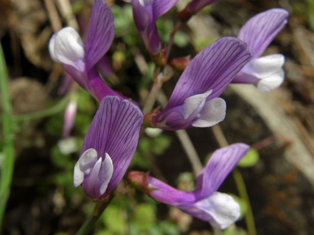 Vikev (Vicia cassia Bois.)