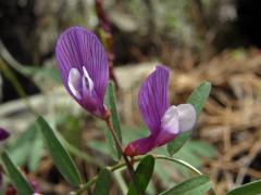 Vikev (Vicia cassia Bois.)