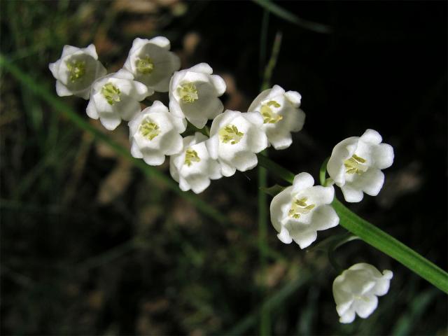 Konvalinka vonná (Convallaria majalis L.)