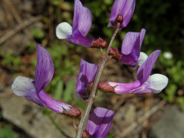 Vikev (Vicia cassia Bois.)