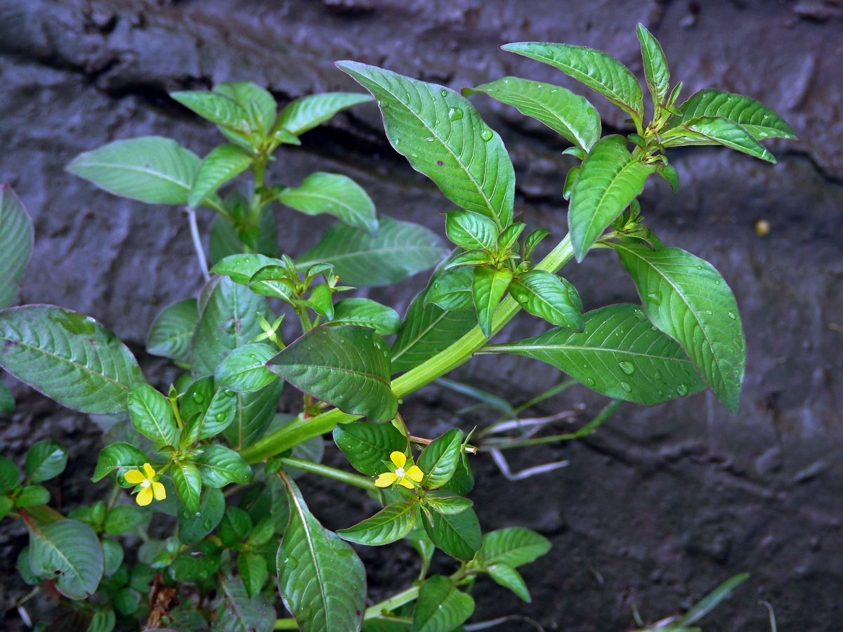 Zakucelka (Ludwigia hyssopifolia (G. Don) Exell)