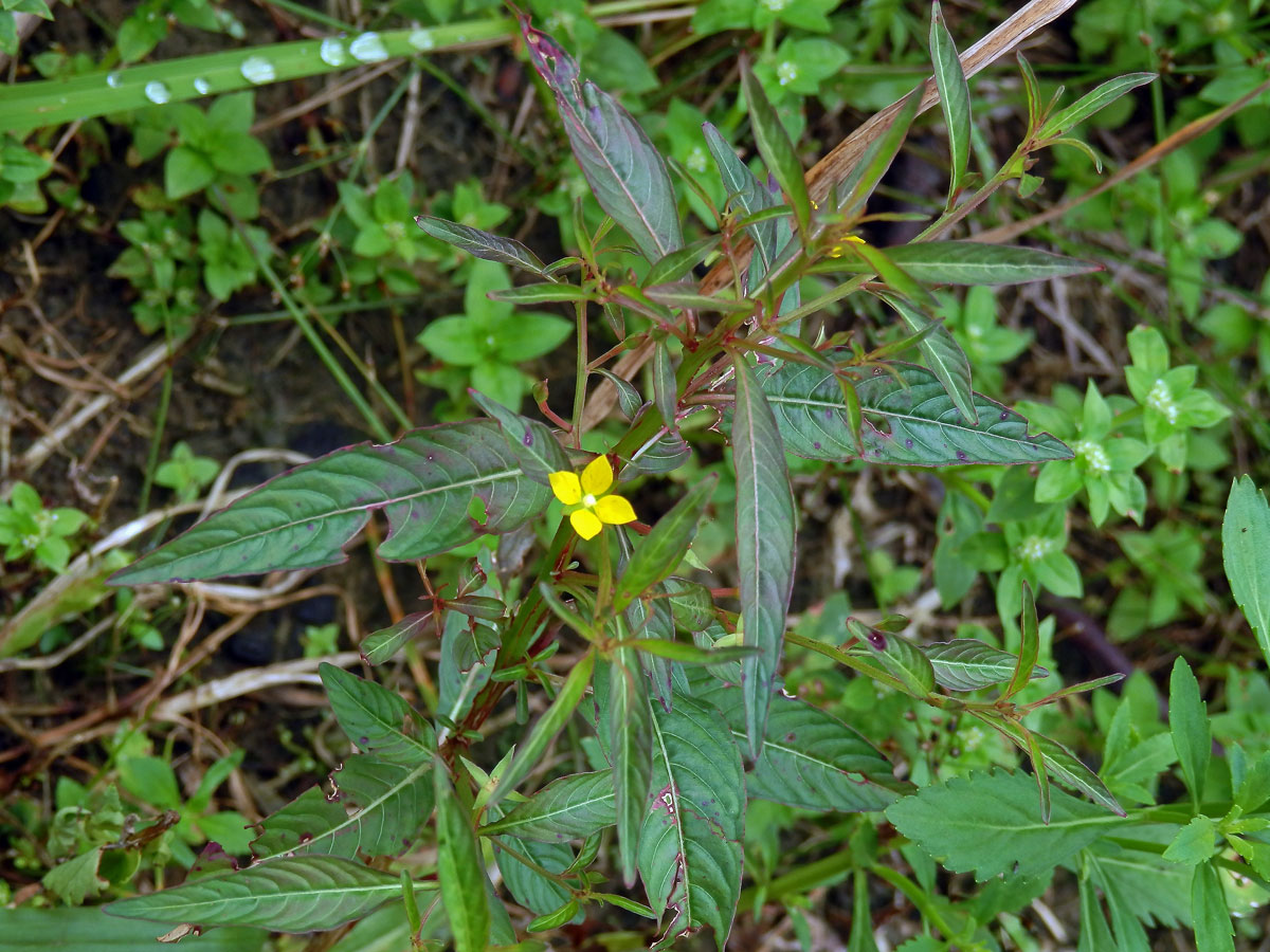 Zakucelka (Ludwigia hyssopifolia (G. Don) Exell)