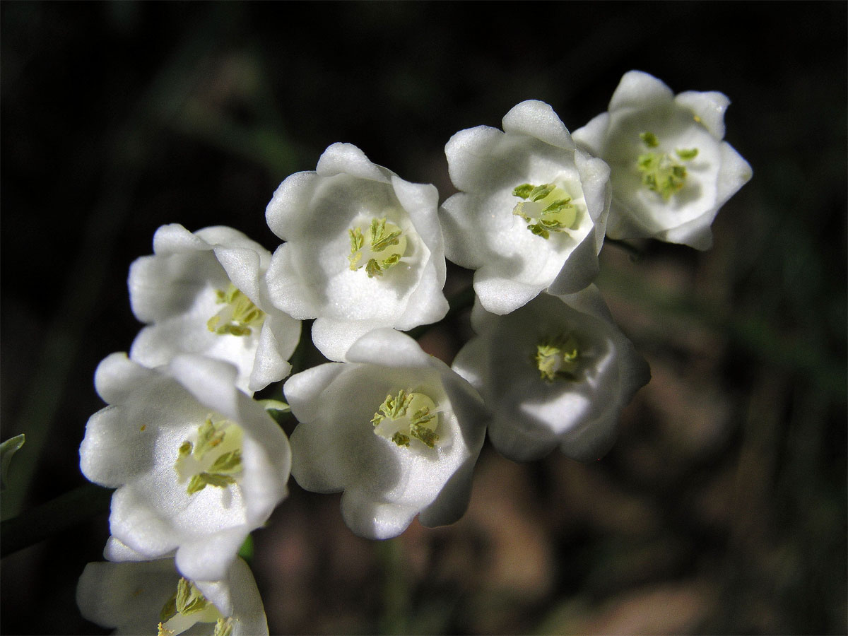 Konvalinka vonná (Convallaria majalis L.)