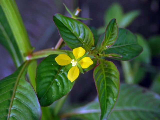 Zakucelka (Ludwigia hyssopifolia (G. Don) Exell)