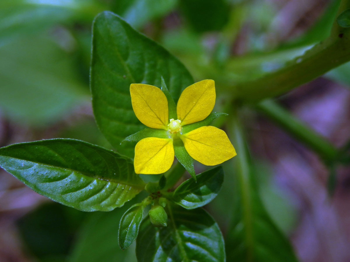 Zakucelka (Ludwigia hyssopifolia (G. Don) Exell)