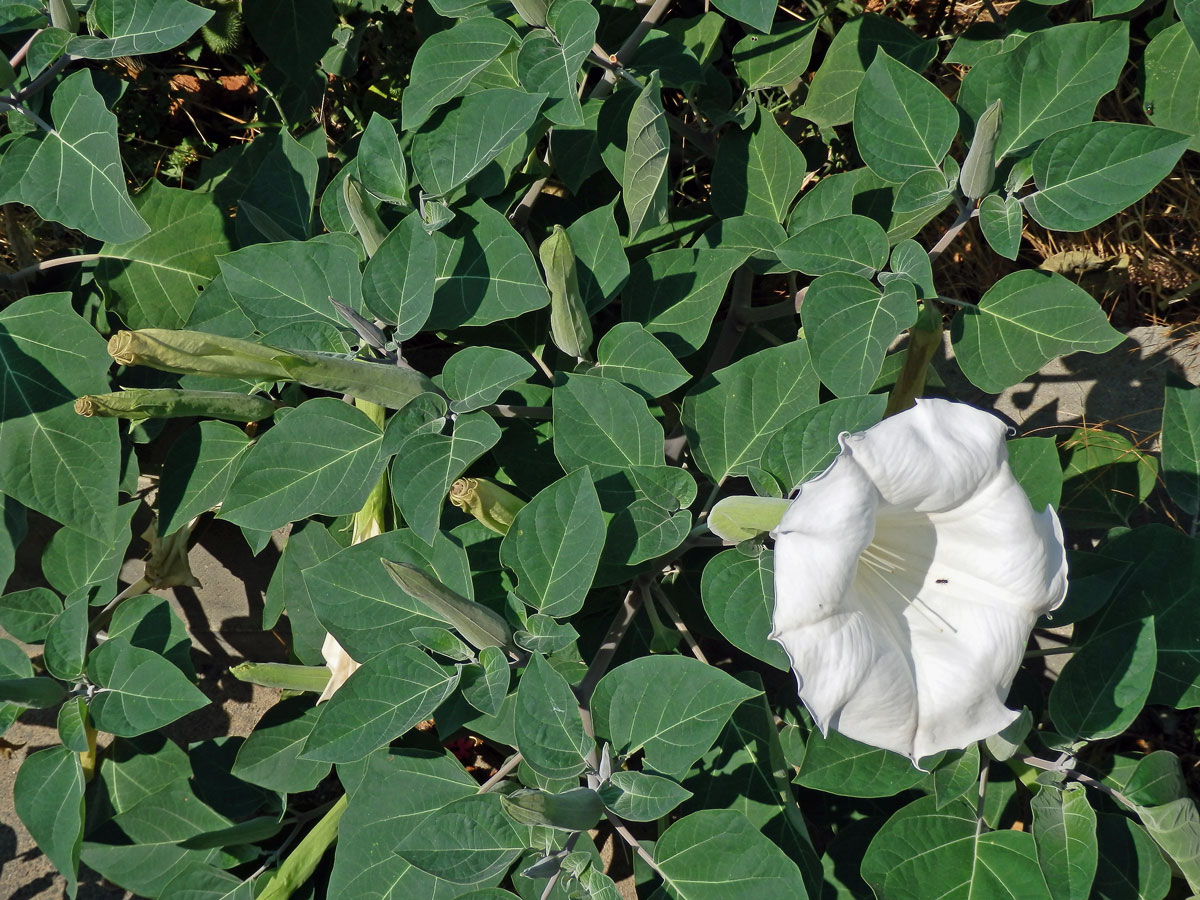 Durman (Datura inoxia Mill.)