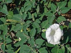 Durman (Datura inoxia Mill.)   