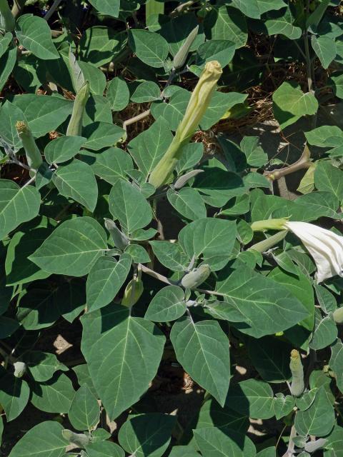 Durman (Datura inoxia Mill.)