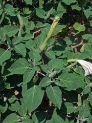 Durman (Datura inoxia Mill.)