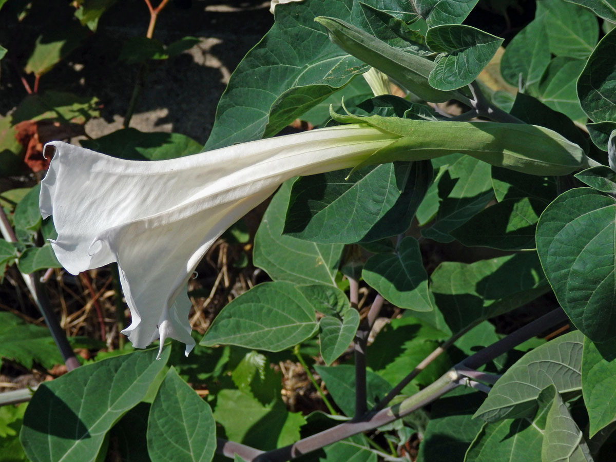 Durman (Datura inoxia Mill.)