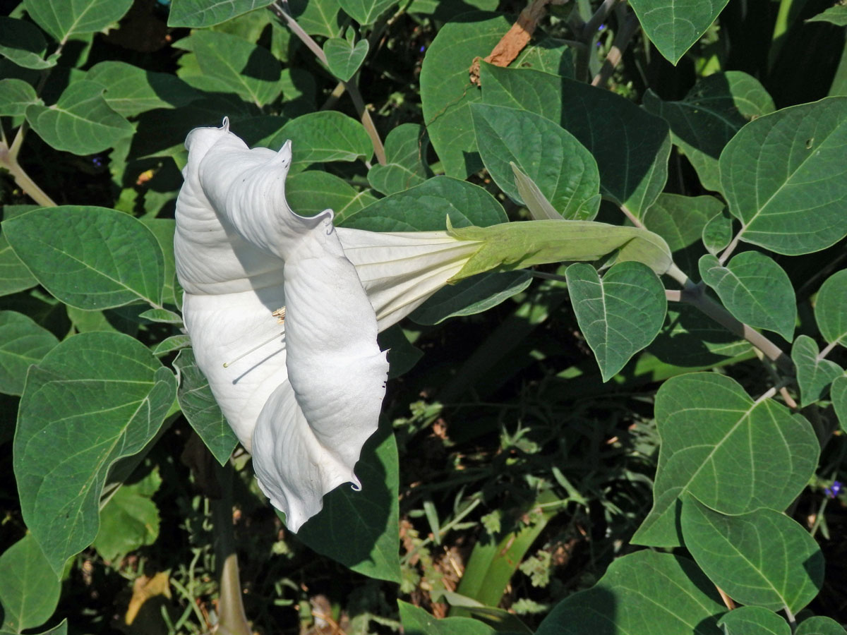 Durman (Datura inoxia Mill.)