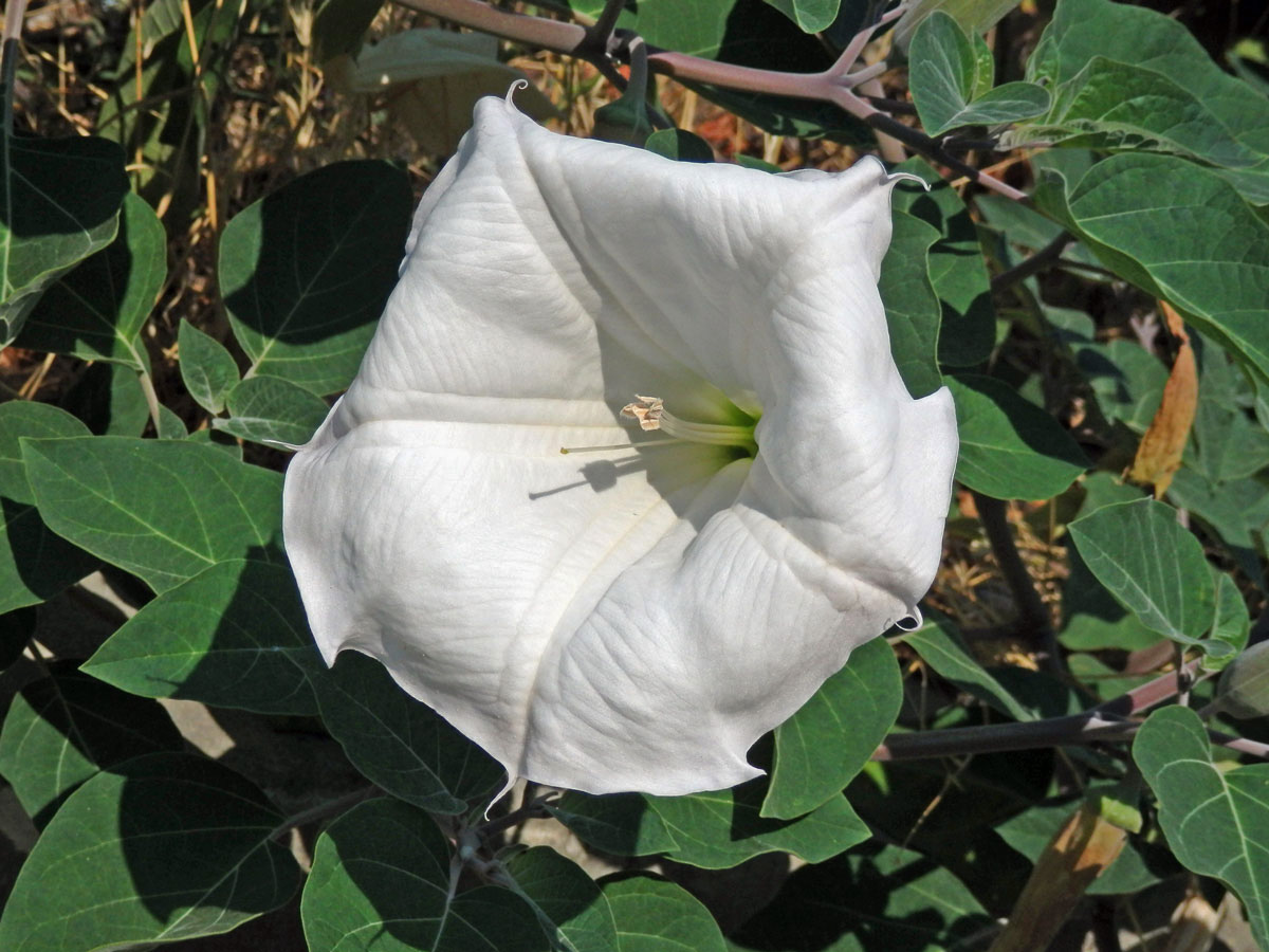 Durman (Datura inoxia Mill.)