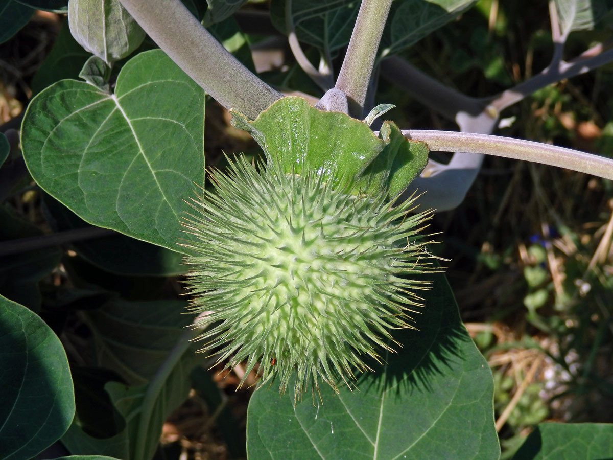 Durman (Datura inoxia Mill.)