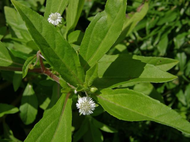 Neshodice (Eclipta prostrata (L.) L.)